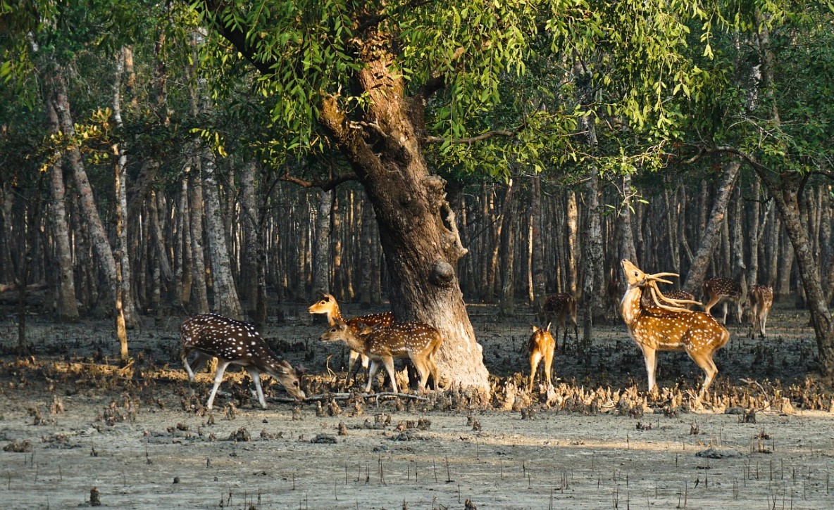 Sundarban tour package from Kolkata, Sundarban tour package price